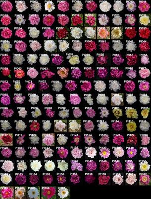 Association study of SNP locus for color related traits in herbaceous peony (Paeonia lactiflora Pall.) using SLAF-seq